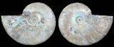Polished Ammonite Pair - Agatized #68855-1